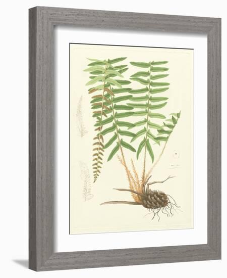 Eaton Ferns IV-Daniel C. Eaton-Framed Art Print