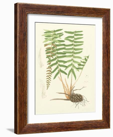 Eaton Ferns IV-Daniel C. Eaton-Framed Art Print