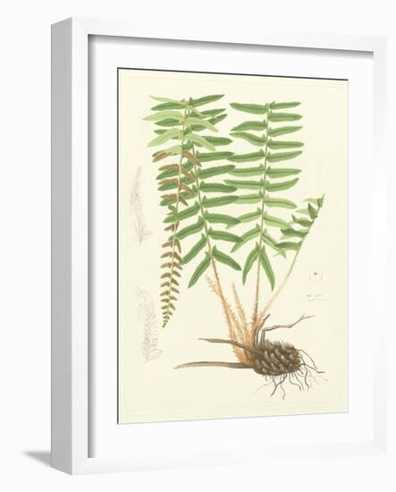 Eaton Ferns IV-Daniel C. Eaton-Framed Art Print