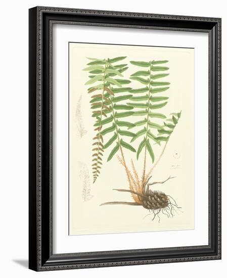 Eaton Ferns IV-Daniel C. Eaton-Framed Art Print