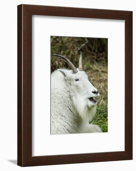 Eatonville, WA. Mountain goat resting and vocalizing in Northwest Trek Wildlife Park.-Janet Horton-Framed Photographic Print