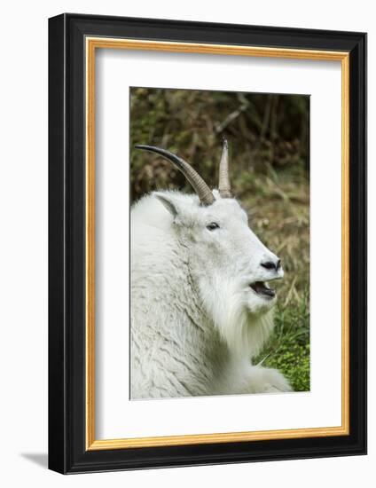 Eatonville, WA. Mountain goat resting and vocalizing in Northwest Trek Wildlife Park.-Janet Horton-Framed Photographic Print