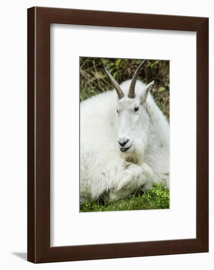Eatonville, WA. Mountain goat resting in Northwest Trek Wildlife Park.-Janet Horton-Framed Photographic Print