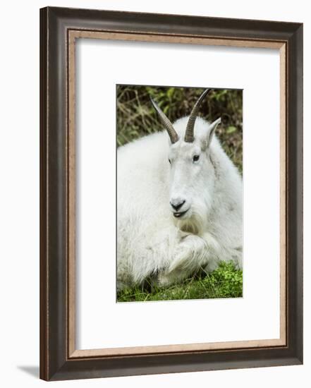 Eatonville, WA. Mountain goat resting in Northwest Trek Wildlife Park.-Janet Horton-Framed Photographic Print