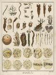 Microscopic Marine Life-Ebenezer Sibly-Art Print