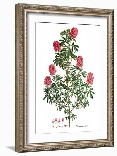 Ebenus cretica, Flora Graeca-Ferdinand Bauer-Framed Giclee Print