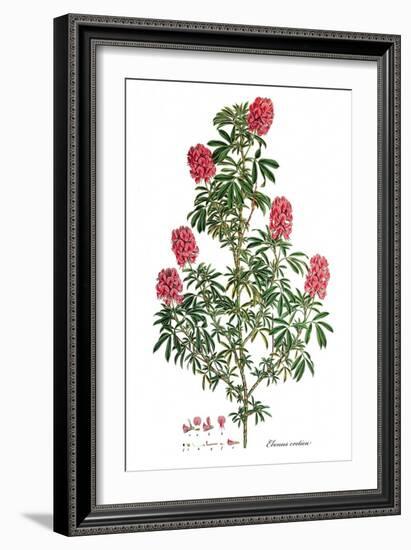 Ebenus cretica, Flora Graeca-Ferdinand Bauer-Framed Giclee Print