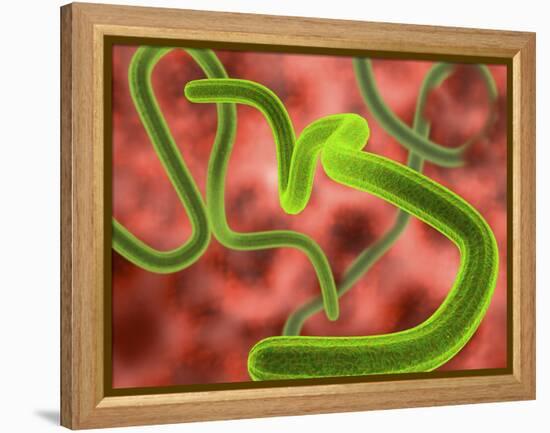 Ebola Virus Particles-Roger Harris-Framed Premier Image Canvas