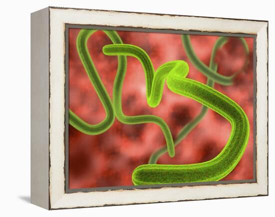 Ebola Virus Particles-Roger Harris-Framed Premier Image Canvas