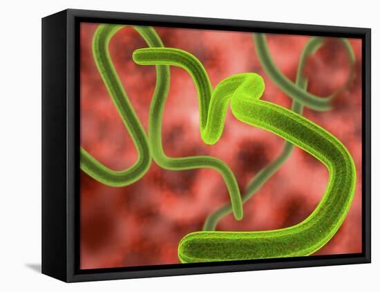 Ebola Virus Particles-Roger Harris-Framed Premier Image Canvas