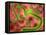 Ebola Virus Particles-Roger Harris-Framed Premier Image Canvas