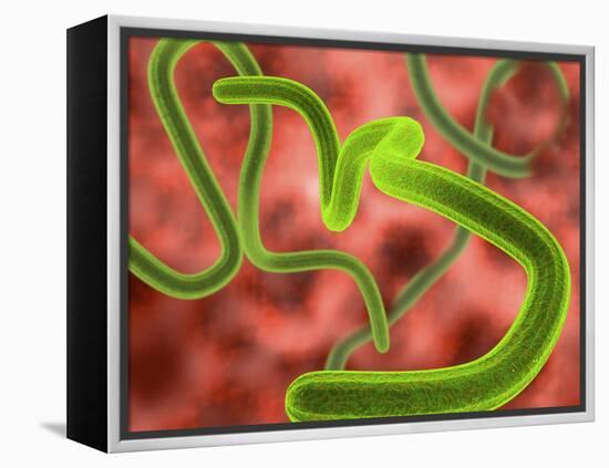 Ebola Virus Particles-Roger Harris-Framed Premier Image Canvas