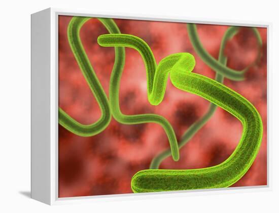 Ebola Virus Particles-Roger Harris-Framed Premier Image Canvas