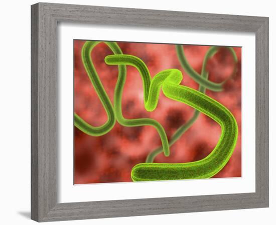 Ebola Virus Particles-Roger Harris-Framed Photographic Print