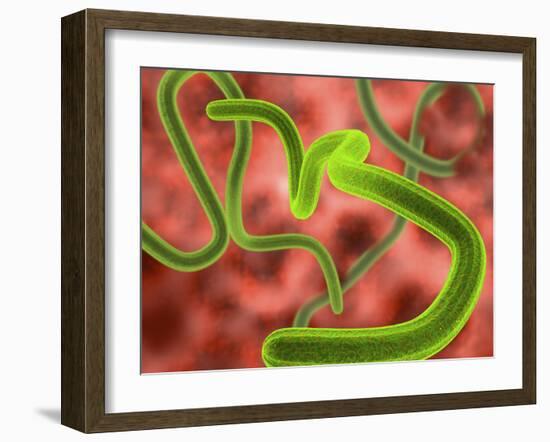 Ebola Virus Particles-Roger Harris-Framed Photographic Print