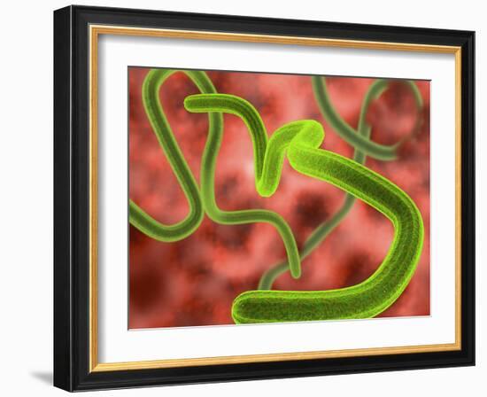 Ebola Virus Particles-Roger Harris-Framed Photographic Print