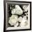 Ebony Blooms-Alan Lambert-Framed Giclee Print