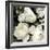 Ebony Blooms-Alan Lambert-Framed Giclee Print