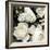 Ebony Blooms-Alan Lambert-Framed Giclee Print