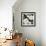 Ebony Flowers-Alan Lambert-Framed Giclee Print displayed on a wall