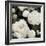 Ebony Flowers-Alan Lambert-Framed Giclee Print