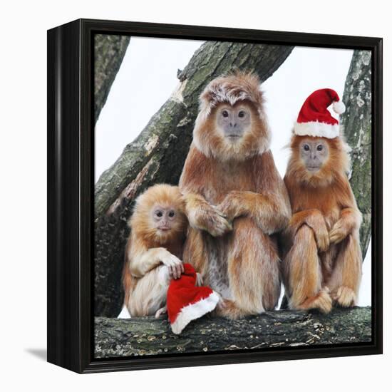 Ebony Leaf Monkey-null-Framed Premier Image Canvas