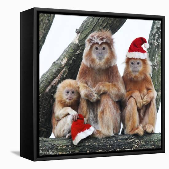 Ebony Leaf Monkey-null-Framed Premier Image Canvas