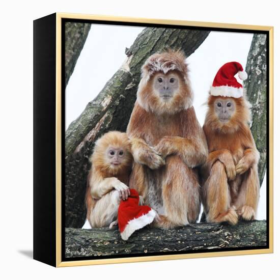 Ebony Leaf Monkey-null-Framed Premier Image Canvas