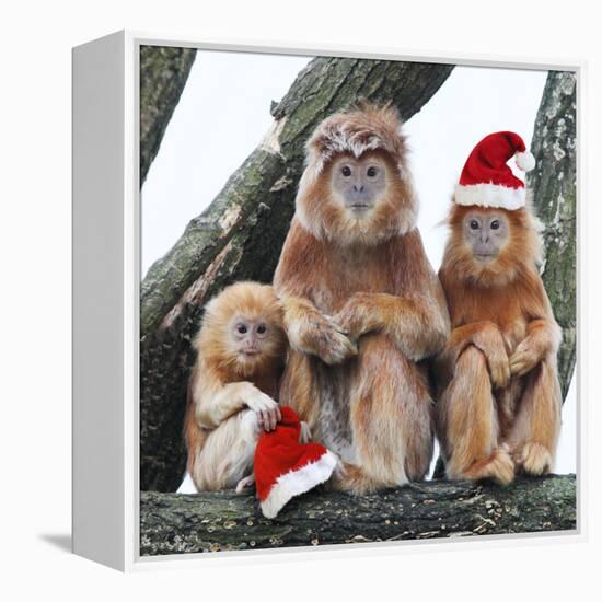 Ebony Leaf Monkey-null-Framed Premier Image Canvas