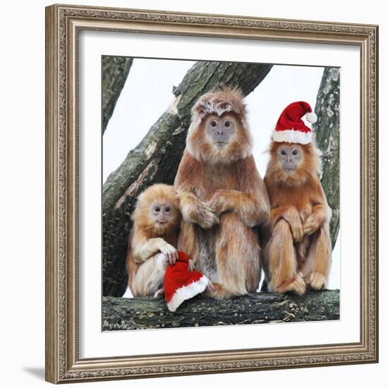 Ebony Leaf Monkey-null-Framed Photographic Print