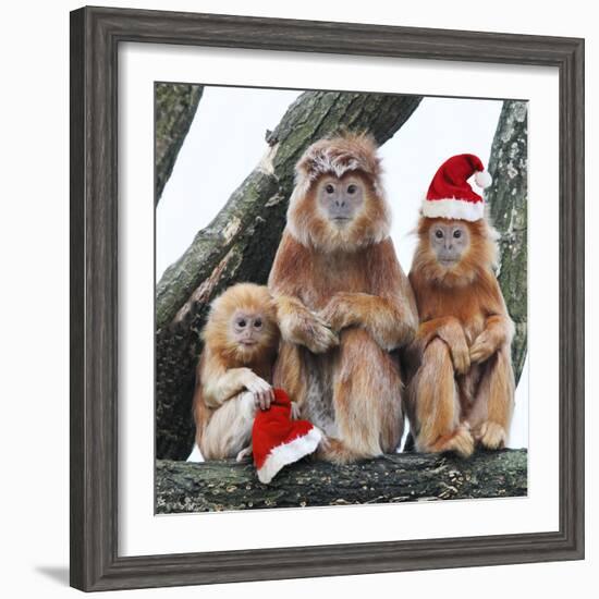 Ebony Leaf Monkey-null-Framed Photographic Print