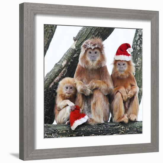 Ebony Leaf Monkey-null-Framed Photographic Print