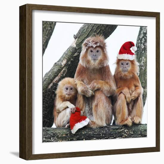 Ebony Leaf Monkey-null-Framed Photographic Print