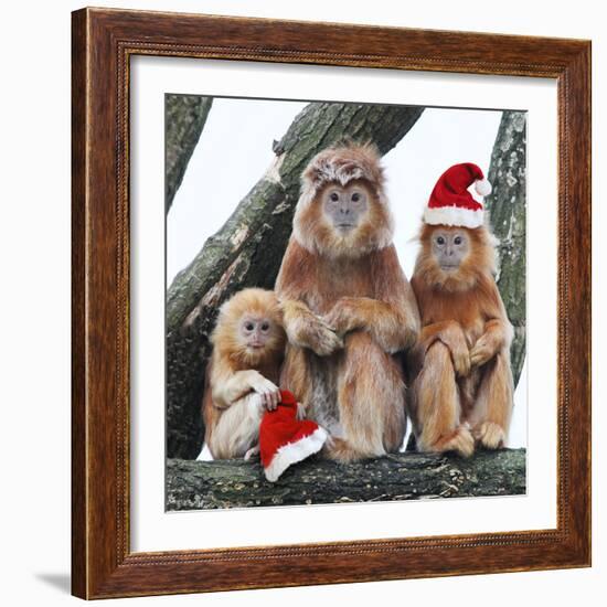 Ebony Leaf Monkey-null-Framed Photographic Print