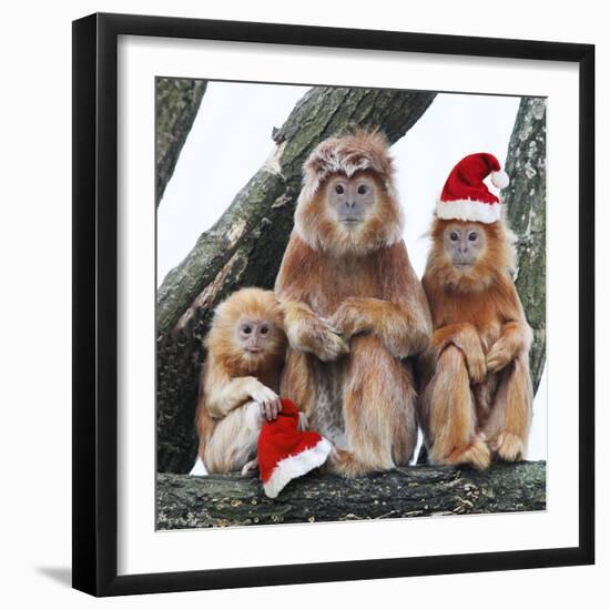 Ebony Leaf Monkey-null-Framed Photographic Print