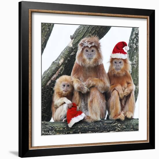 Ebony Leaf Monkey-null-Framed Photographic Print