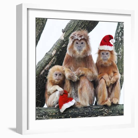 Ebony Leaf Monkey-null-Framed Photographic Print