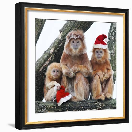 Ebony Leaf Monkey-null-Framed Photographic Print