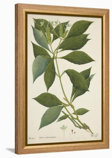 Ecbolium Viride (Farsk) Alston, 1800-10-null-Framed Premier Image Canvas