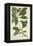 Ecbolium Viride (Farsk) Alston, 1800-10-null-Framed Premier Image Canvas