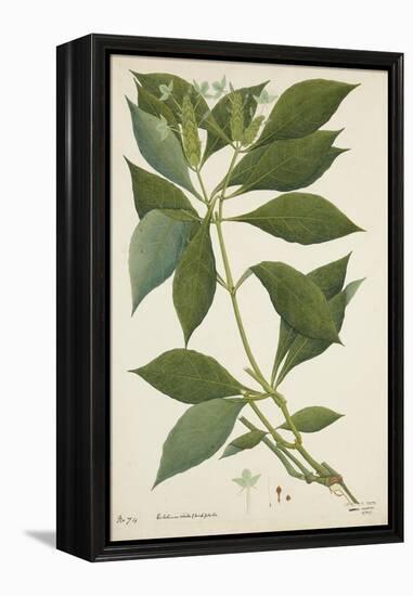 Ecbolium Viride (Farsk) Alston, 1800-10-null-Framed Premier Image Canvas