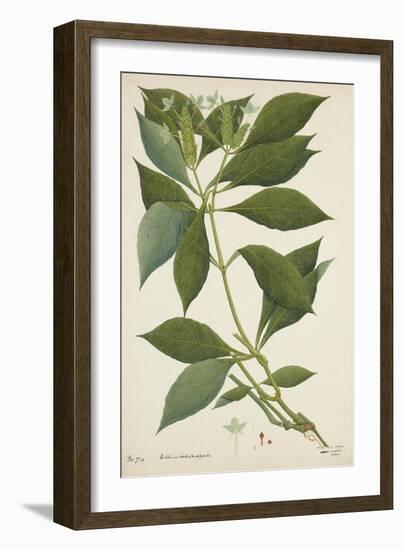 Ecbolium Viride (Farsk) Alston, 1800-10-null-Framed Giclee Print