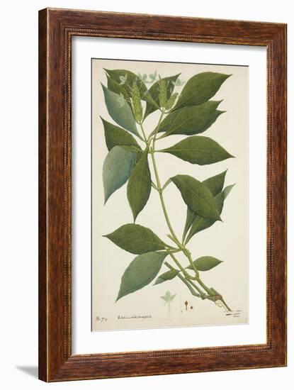 Ecbolium Viride (Farsk) Alston, 1800-10-null-Framed Giclee Print