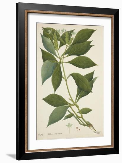 Ecbolium Viride (Farsk) Alston, 1800-10-null-Framed Giclee Print