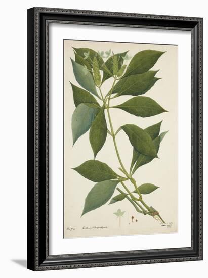 Ecbolium Viride (Farsk) Alston, 1800-10-null-Framed Giclee Print