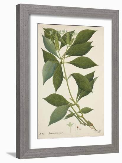 Ecbolium Viride (Farsk) Alston, 1800-10-null-Framed Premium Giclee Print