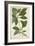 Ecbolium Viride (Farsk) Alston, 1800-10-null-Framed Premium Giclee Print