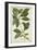 Ecbolium Viride (Farsk) Alston, 1800-10-null-Framed Premium Giclee Print