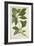 Ecbolium Viride (Farsk) Alston, 1800-10-null-Framed Premium Giclee Print