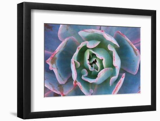 Echeveria Afterglow-Michael Hudson-Framed Art Print